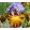 Iris INSTANT ATTRACTION