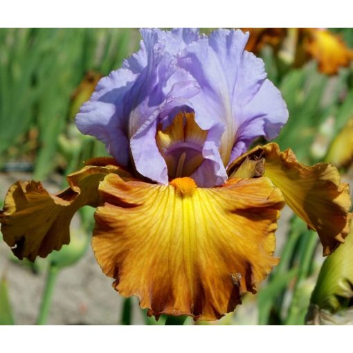 Iris INSTANT ATTRACTION