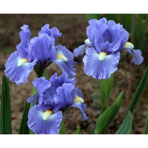 Iris INTELLECT
