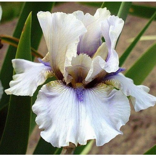 Iris IRON EAGLE