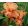 Iris ITALICKS
