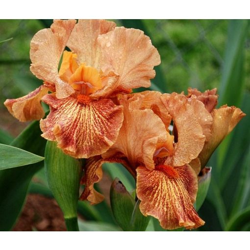 Iris ITALICKS