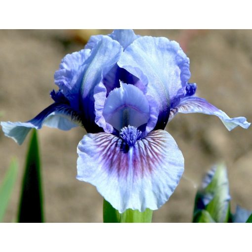 Iris IT’S NO OVER