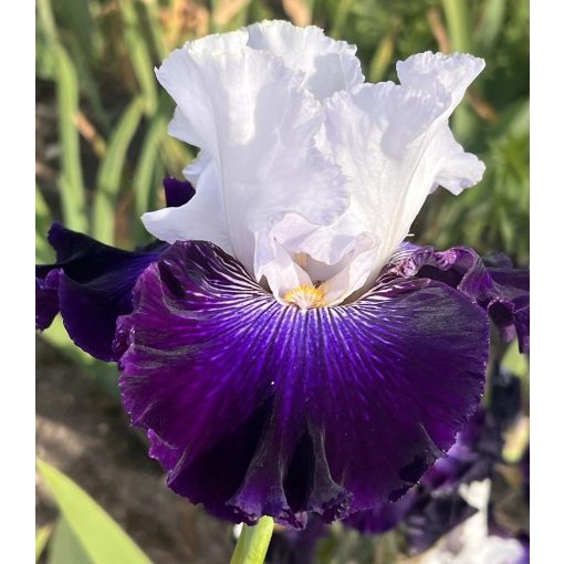 Iris IVORY AND VELVET