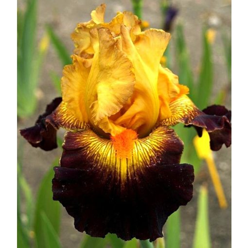 Iris JANTAR A MAHAGON