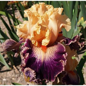 Iris JAZZ DANCE