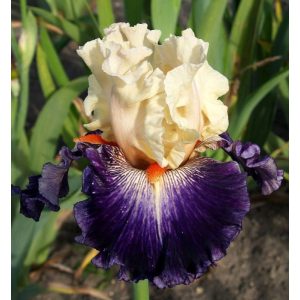 Iris JAZZY NIGHT