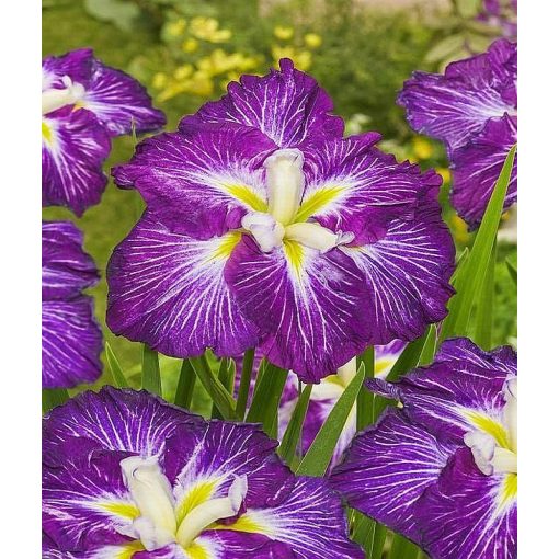 Iris JELI-O