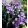 Iris JELLICLE CAT