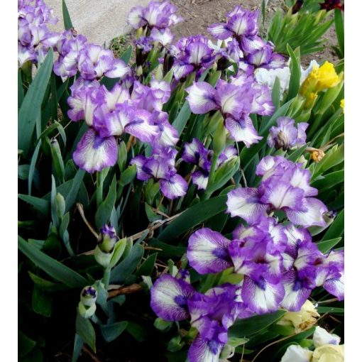 Iris JELLICLE CAT