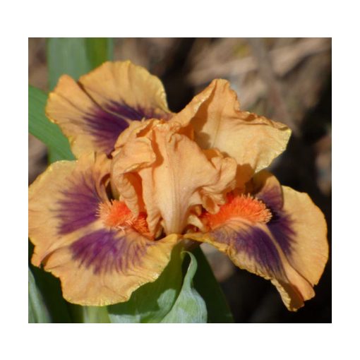Iris JIVE
