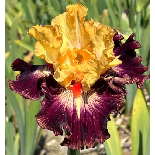 Iris JOCKER