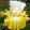 Iris JOVIALITY