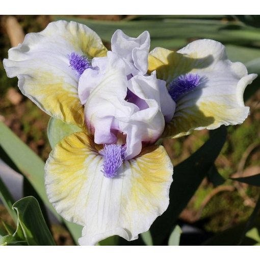 Iris JOYOUS ONE