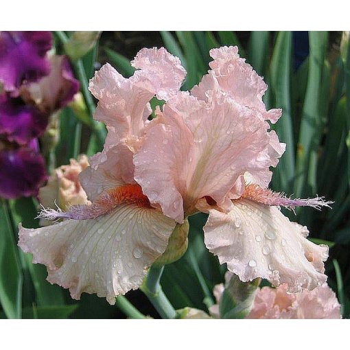 Iris JUMP FOR JOY