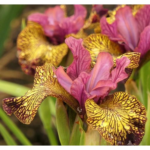 Iris JUNIPER LEIGH