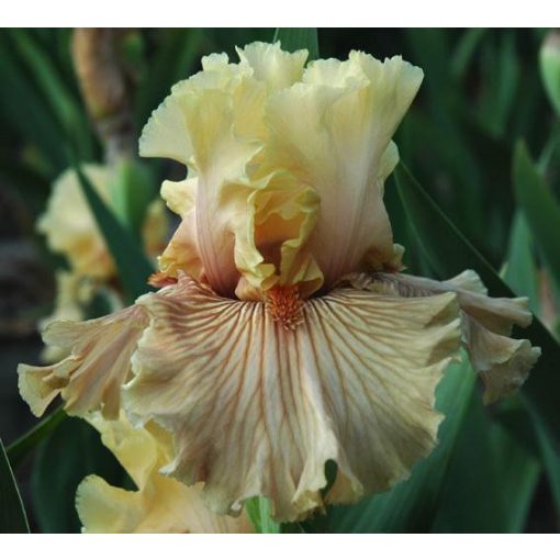 Iris JUST CRAZY