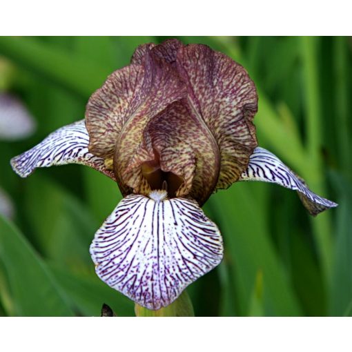 Iris JUVENILE JOY