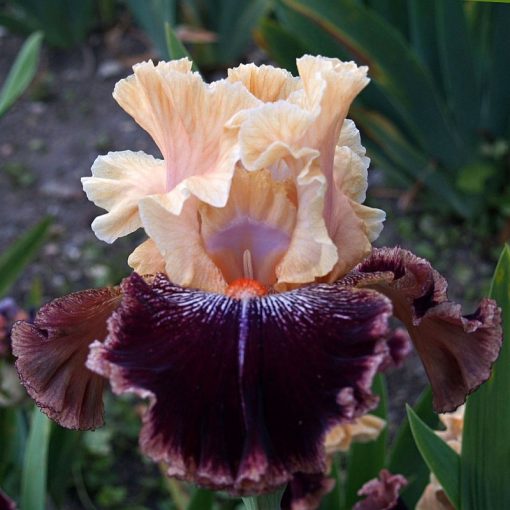 Iris KABARET