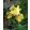 Iris KILLARNEY GREEN