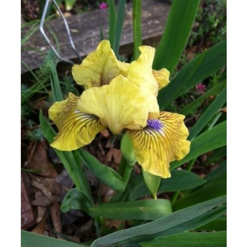 Iris KILLARNEY GREEN