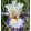 Iris KING ORDER