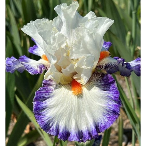 Iris KING ORDER