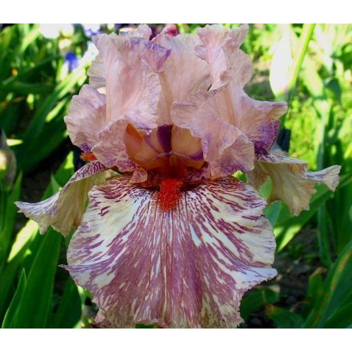Iris KING TUSH