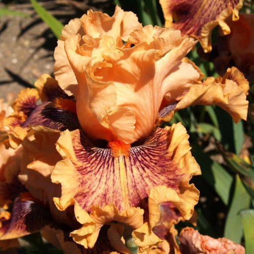 Iris KISS OF TIGER