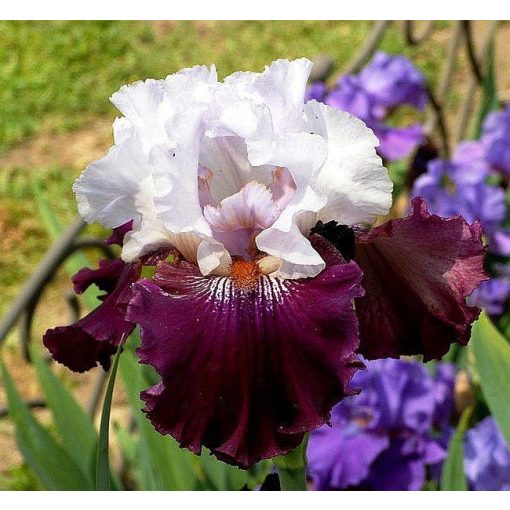 Iris KISSES LIKE WINE