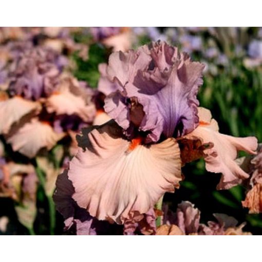 Iris LA SCALLA