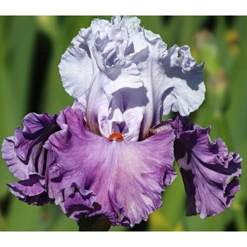 Iris LADY OF LEISURE