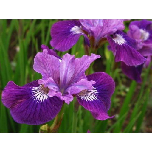 Iris LADY VANESSA