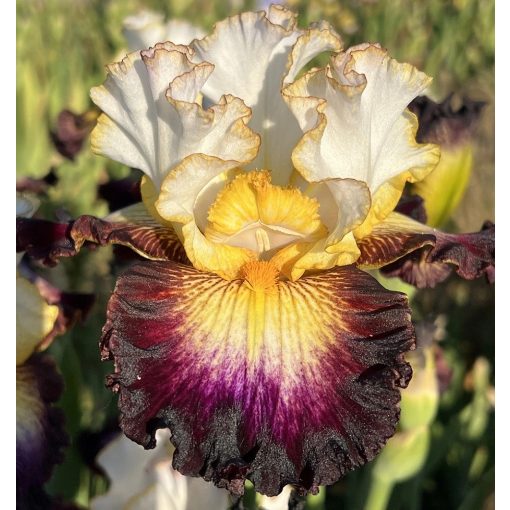 Iris LAST ACTION HERO