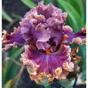 Iris LAST VAMPYRE
