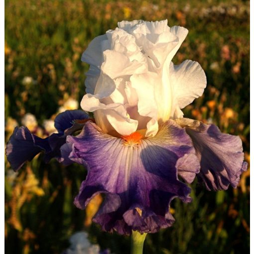 Iris LAVENDER BALLET