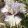 Iris LAVENDER LACE