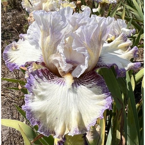 Iris LAVENDER LACE