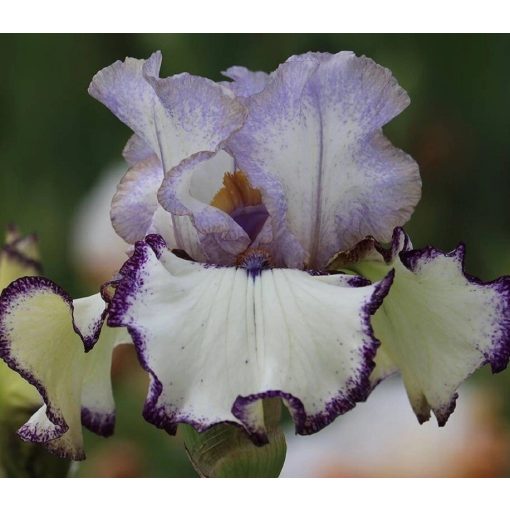 Iris LAVENDER WHIRL