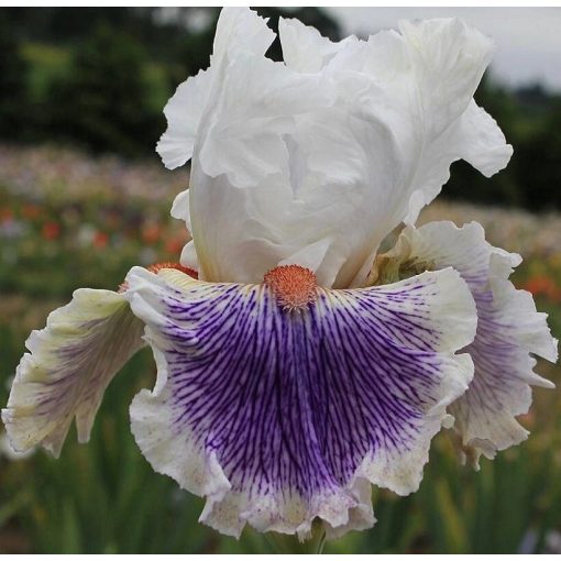 Iris LEAVE ME BREATHLESS