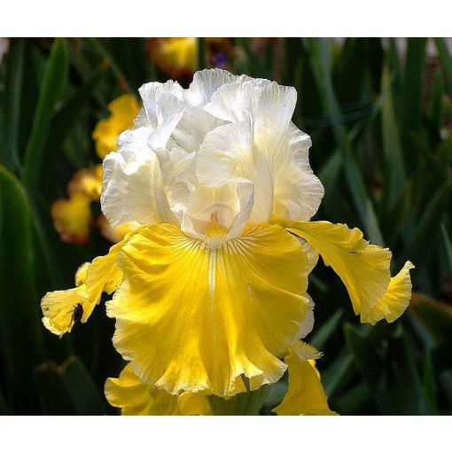 Iris LEMON CLOUD