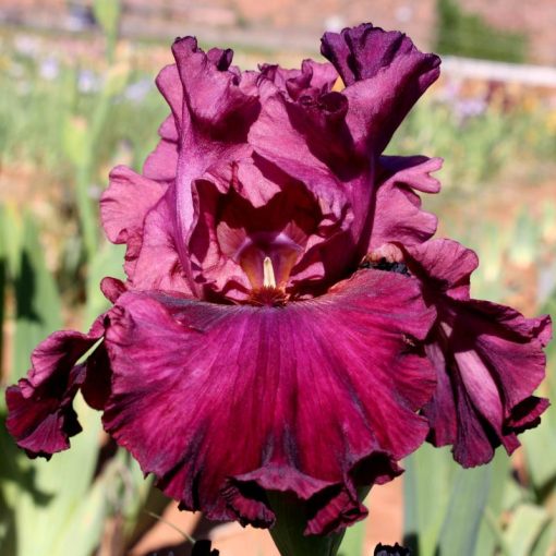 Iris LET'S BE BRAZEN