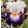 Iris LIGHT SIGNALING