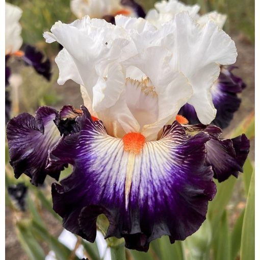 Iris LIGHT SIGNALING