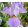 Iris LILAC WINGS