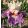 Iris LIMEWRANCE