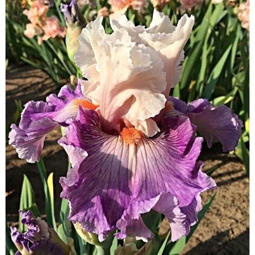 Iris LIMEWRANCE