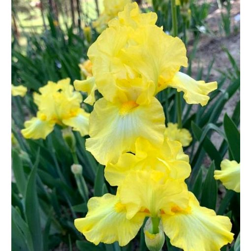 Iris LIMONADA