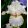 Iris LINDA‘S CHILD