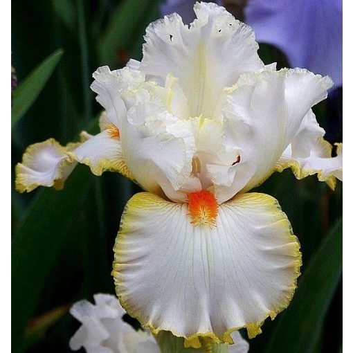 Iris LINDA‘S CHILD